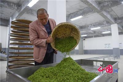 貴陽荔波 與春花爭“鮮” 茶農搶采“明前茶”